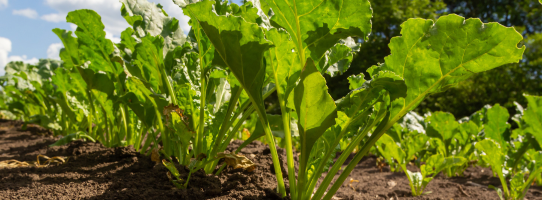 Life is Sweet with Austrade’s Beet Sugar