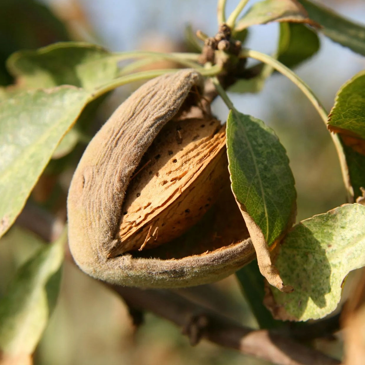 Austrade Inc. Raw Almond Austrade Inc. Raw Almond