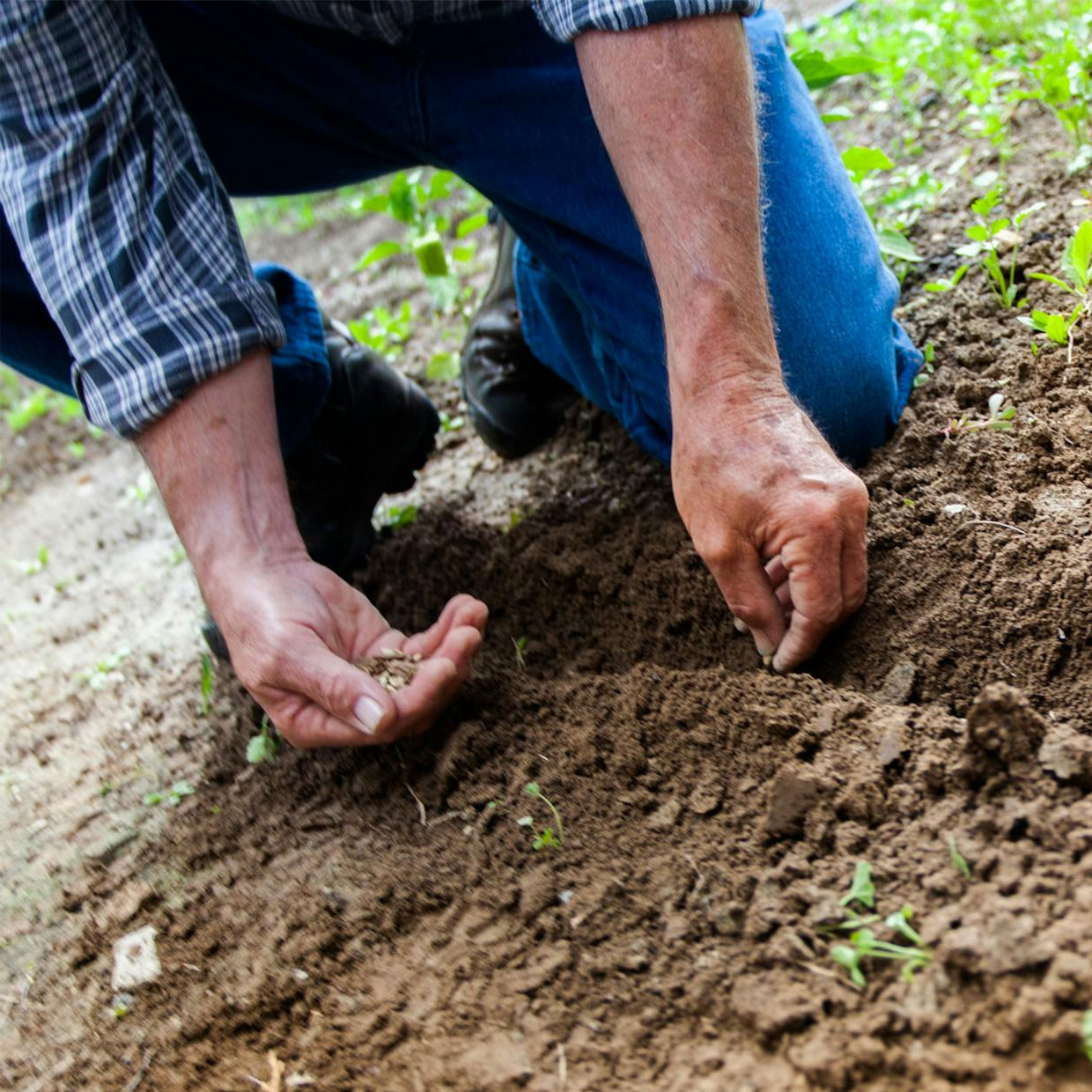 Austrade Inc. Farming