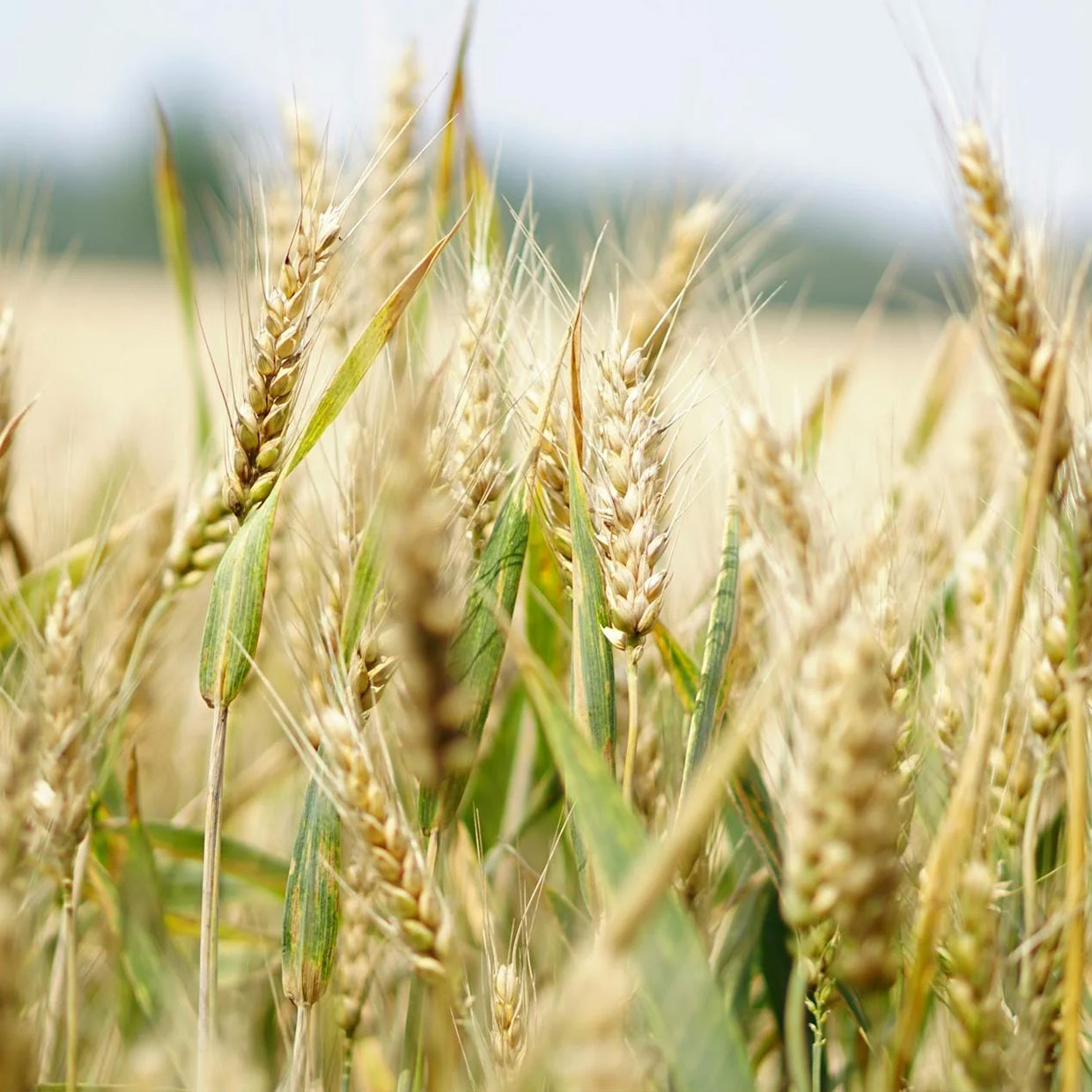 Austrade Inc. Wheat Field