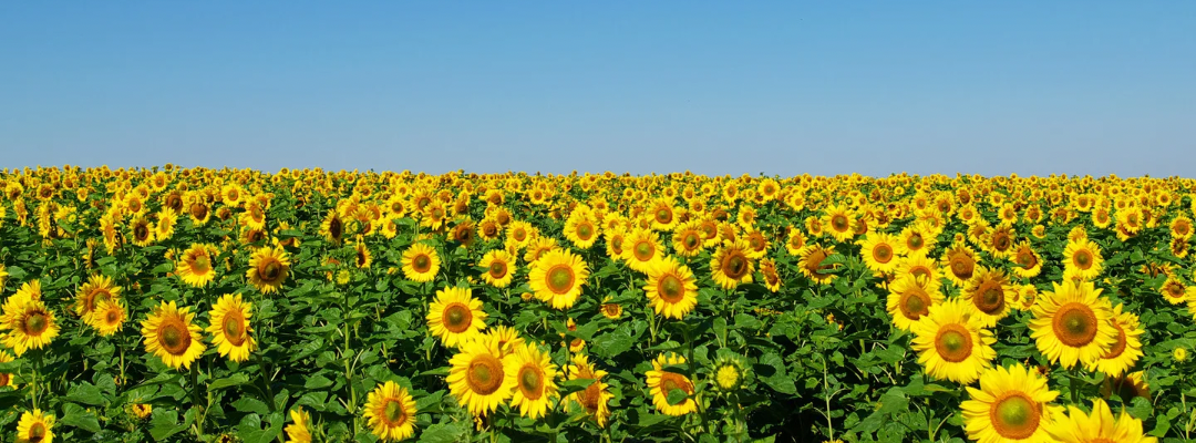 Organic Liquid Sunflower Lecithin: USDA NOP-Compliant Emulsifier