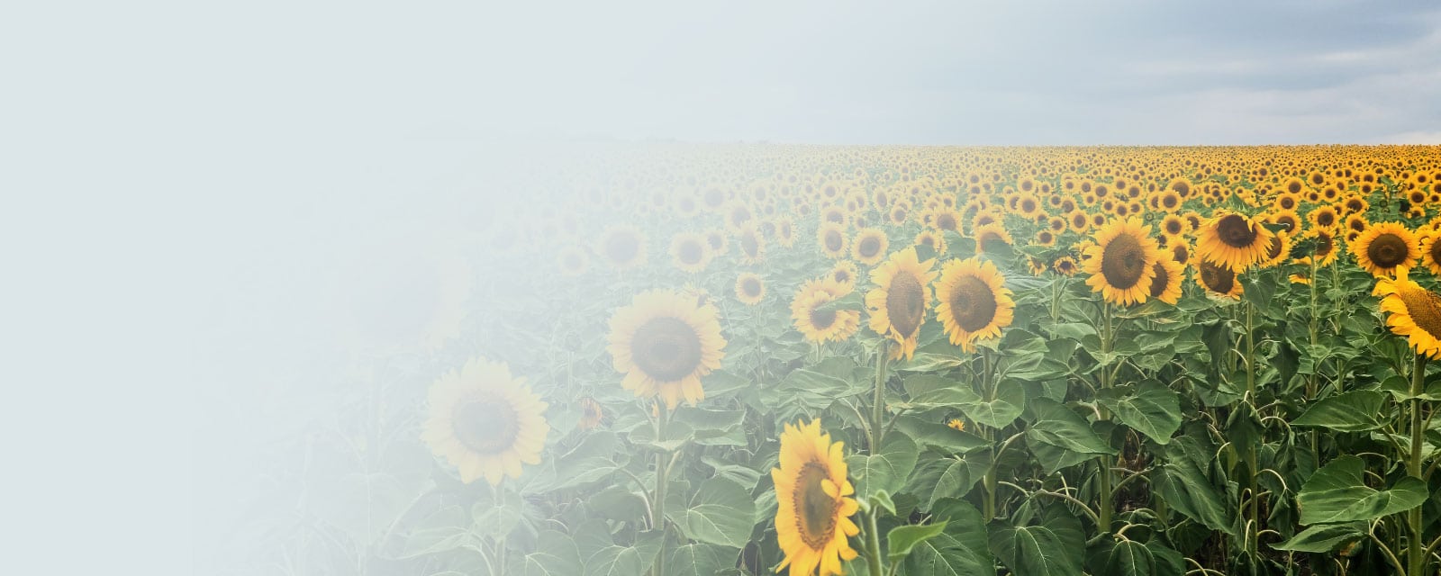 Request a sample from Austrade Inc.